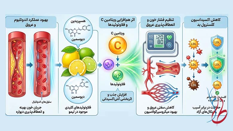 قویترین باز کننده عروق گیاهی (گیاه، میوه و دمنوش برای گردش خون) 5 لیمو قویترین باز کننده عروق